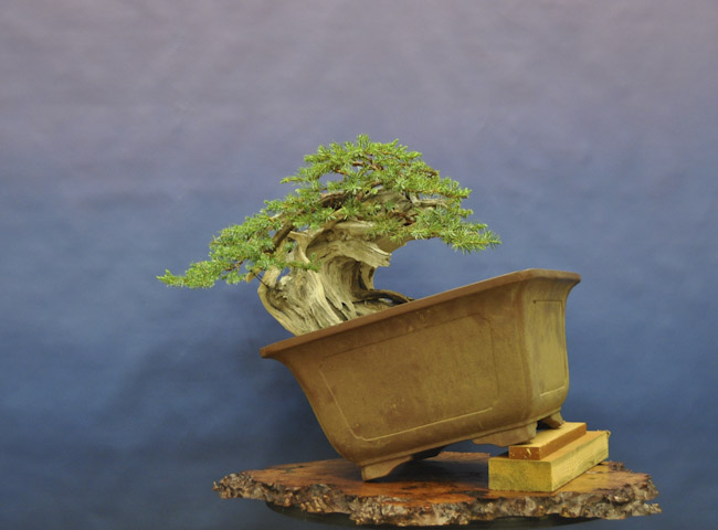 common juniper_01_005.jpg