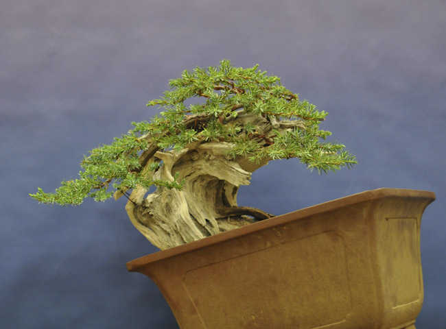 common juniper_01_006.jpg