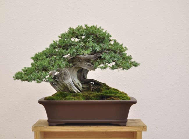 common juniper_01_008.jpg