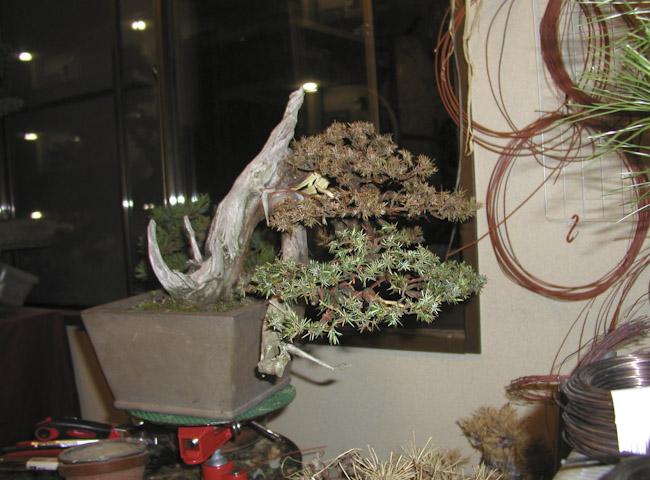 needle juniper 04_03.jpg