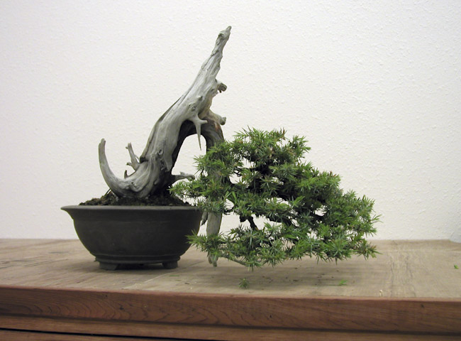 needle juniper 04_04.jpg