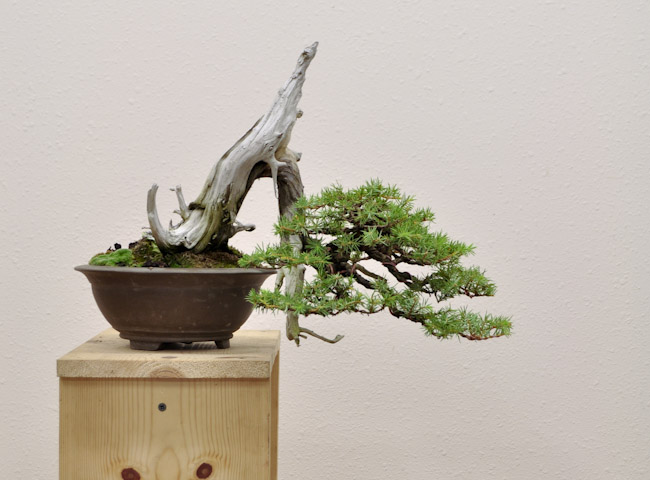 needle juniper 04_06.jpg