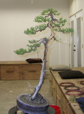 hollywood juniper 01_002.jpg