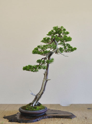 hollywood juniper 01_004.jpg