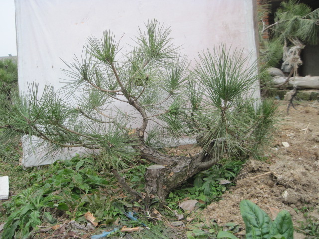 2013-1-30ĺ 001.jpg