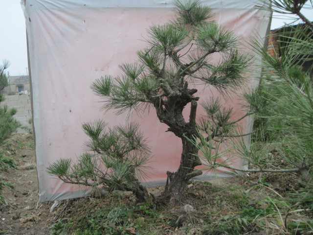 2013-1-30ĺ 004.jpg