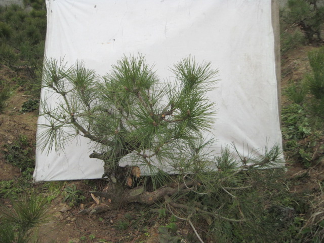 2013-1-30ĺ 014.jpg