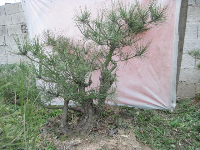 2013-1-30ĺ 020.jpg