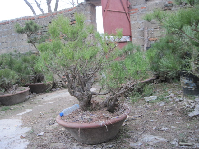 2013-1-30ĺ 024.jpg