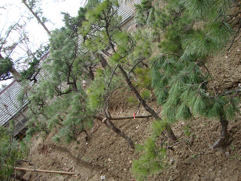 DSC00946_.jpg