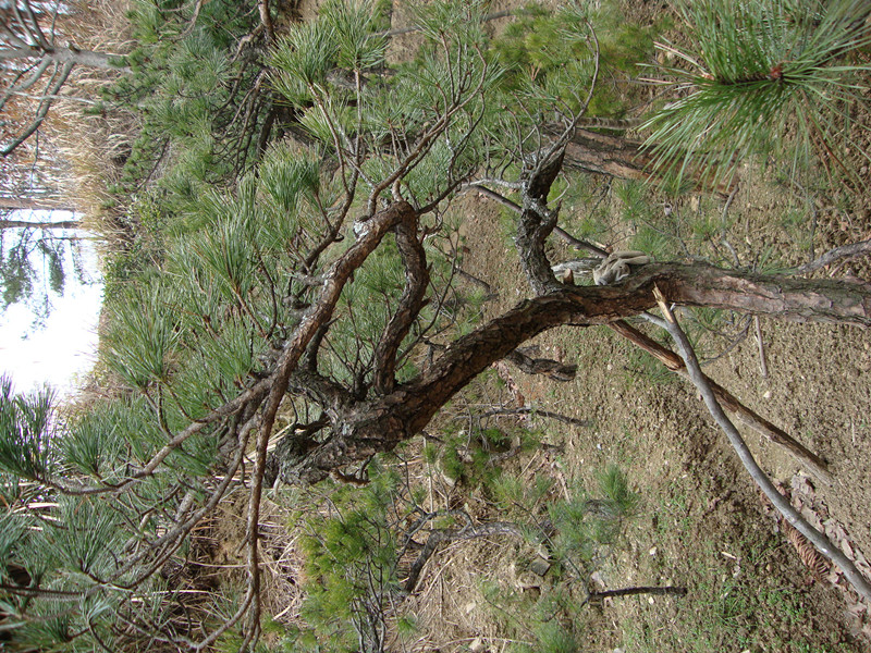 DSC00950_.jpg