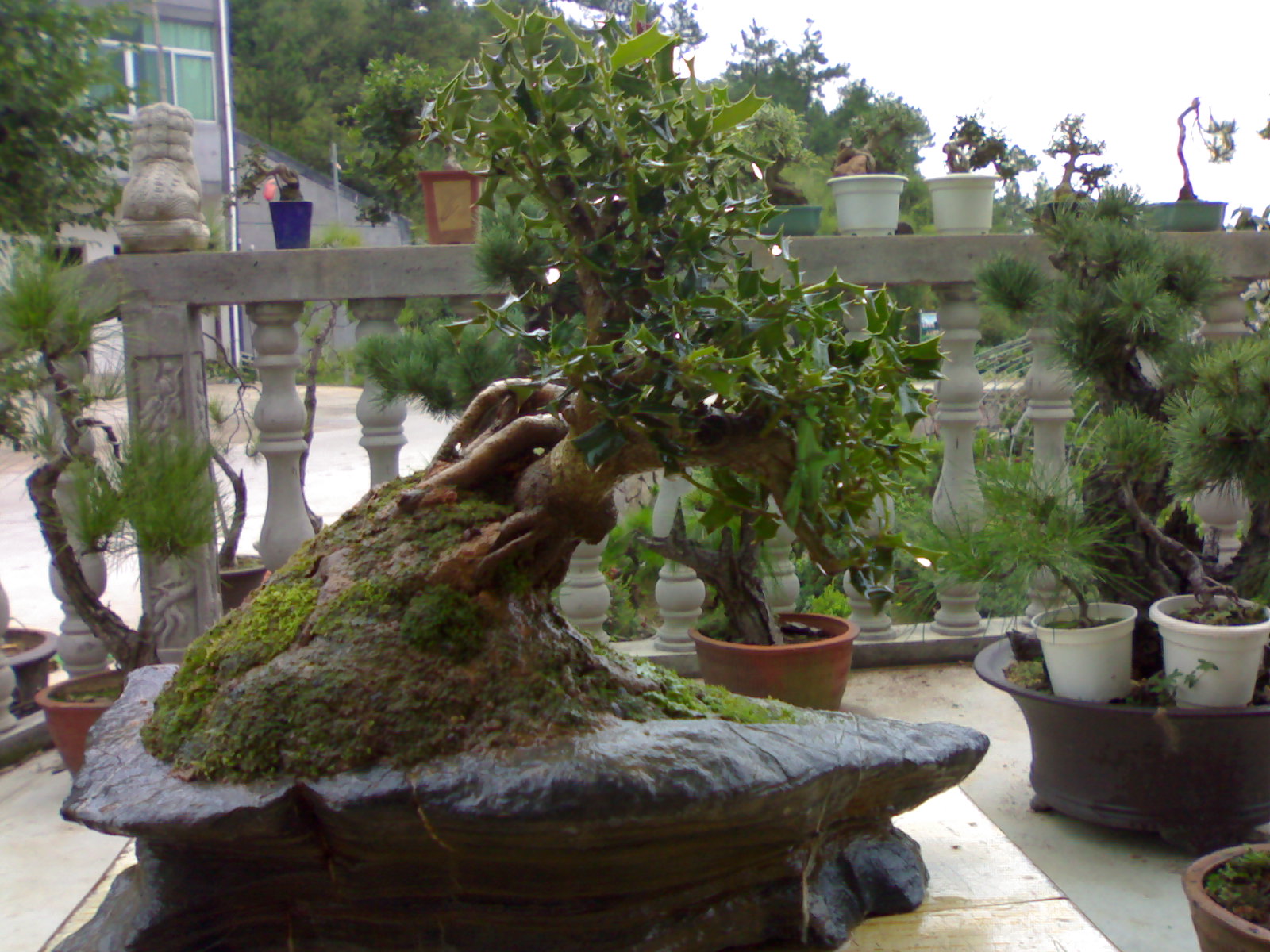 20080828071.jpg