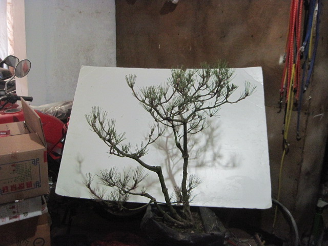 2013-1-31 001.jpg