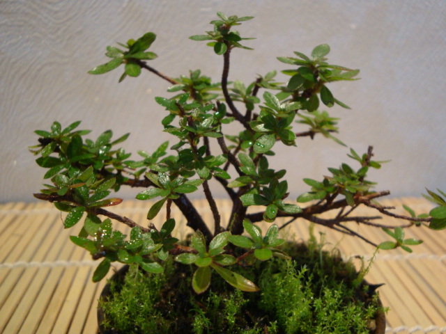 DSC02019.JPG