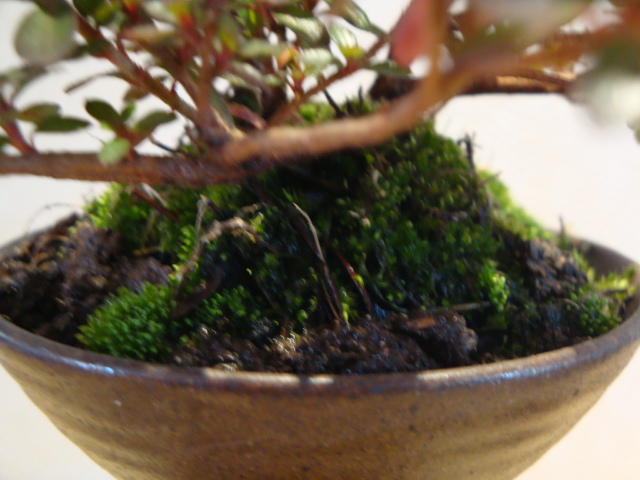 DSC02020.JPG