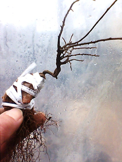 IMG1356A.jpg