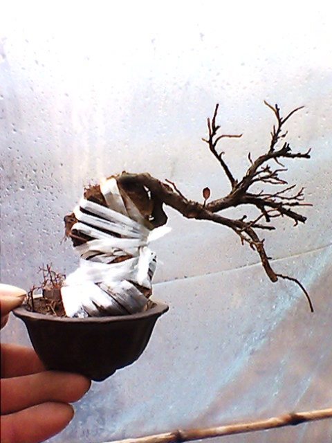 IMG1358A.jpg