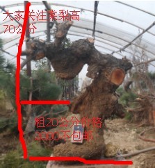 ҹע1.jpg