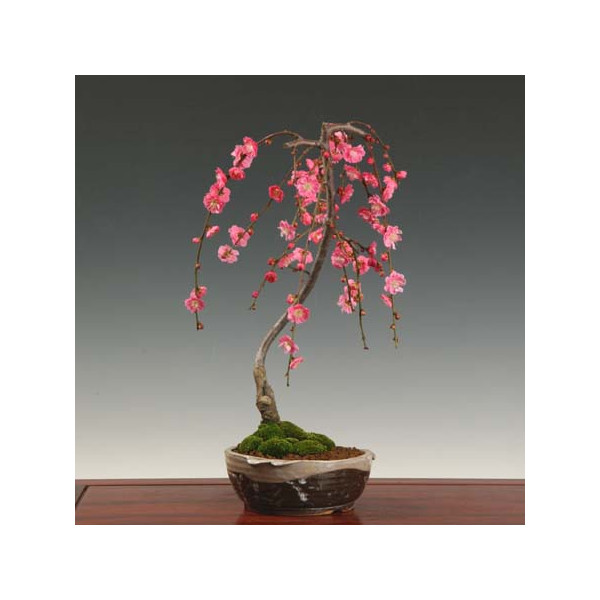 y-bonsai_1326.jpg