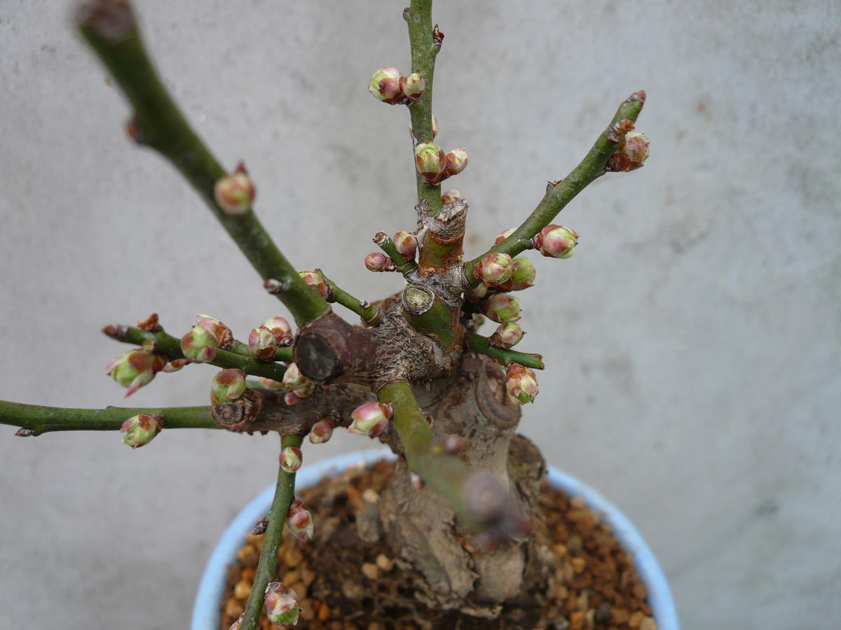 P1110204.JPG