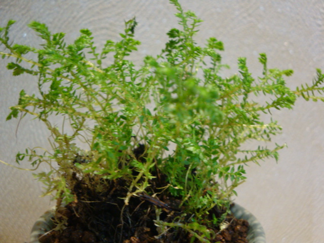 DSC02030.JPG