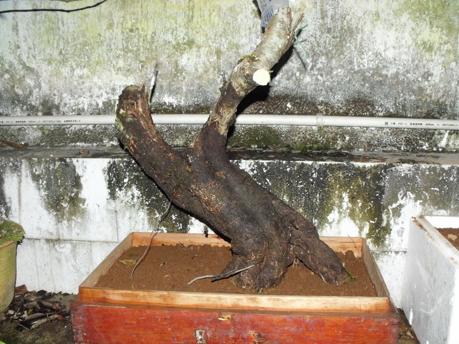 DSCF0050.JPG