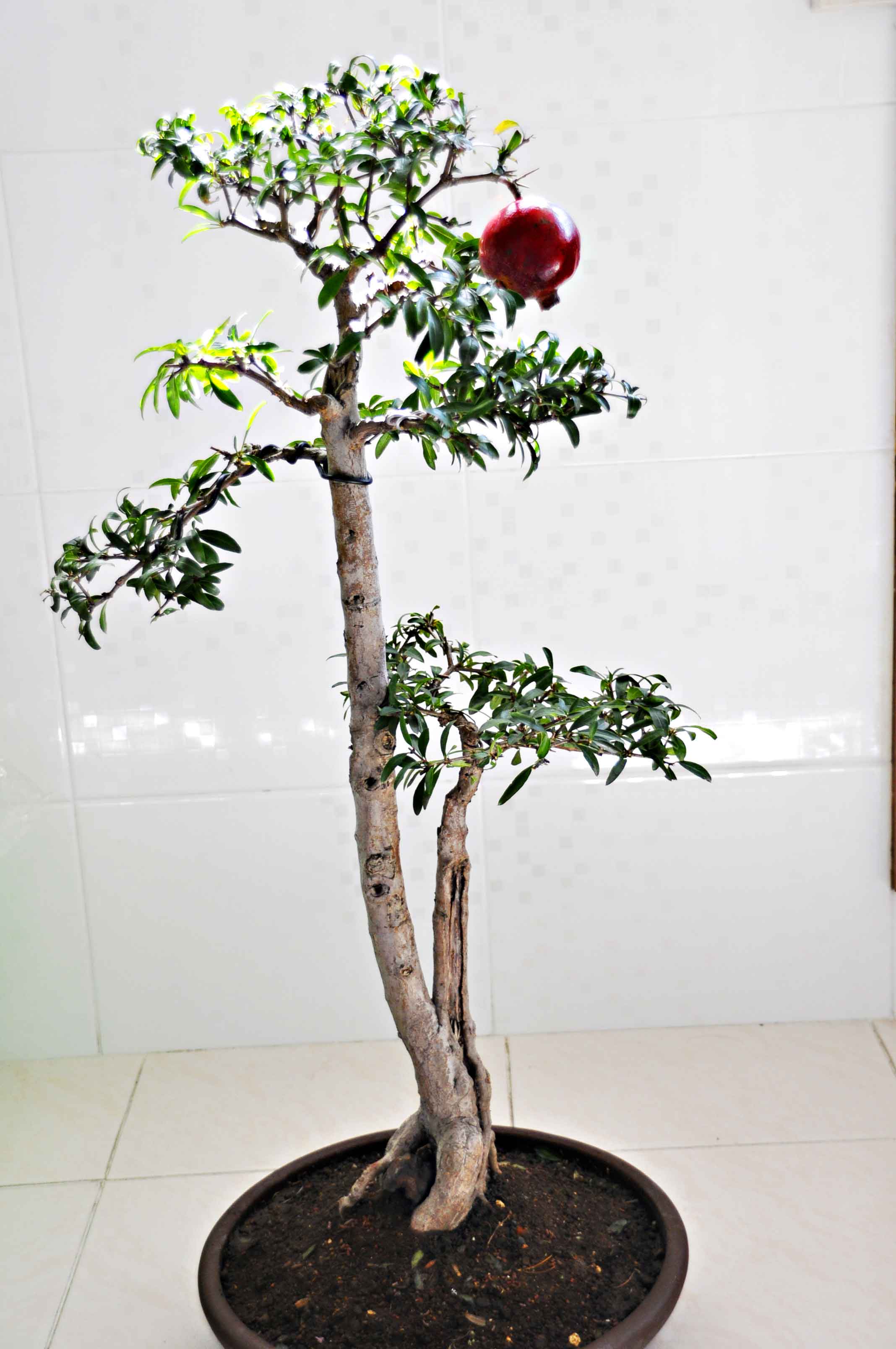 _DSC0065a.jpg