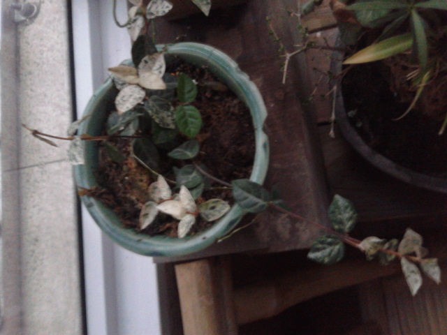 20130207_072834.jpg