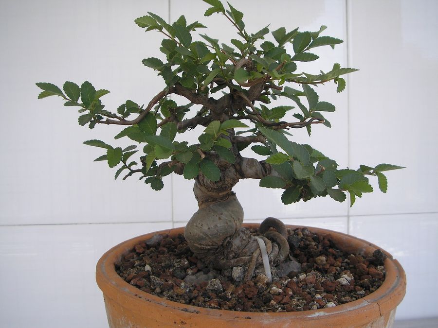P9294361.JPG