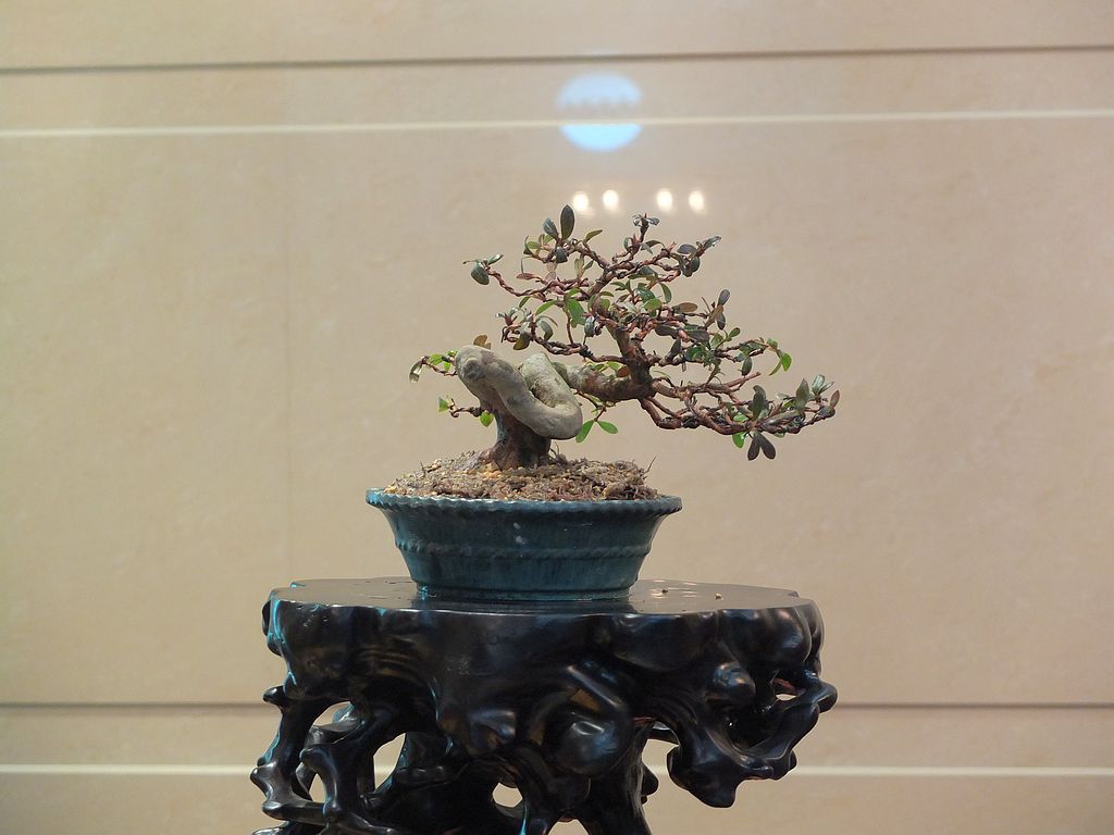 DSCF0077.jpg
