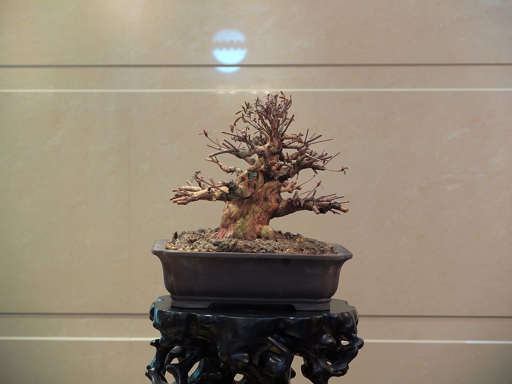 DSCF0137.jpg