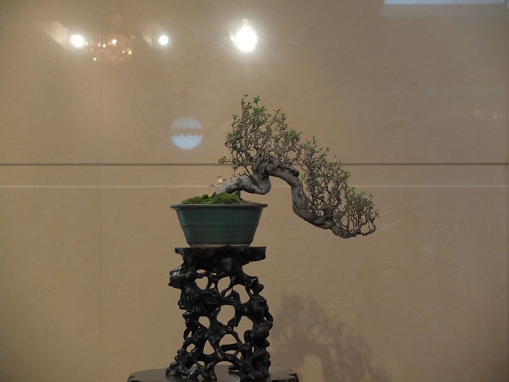 DSCF9950.jpg