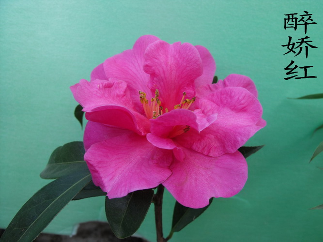 DSCF2298.jpg