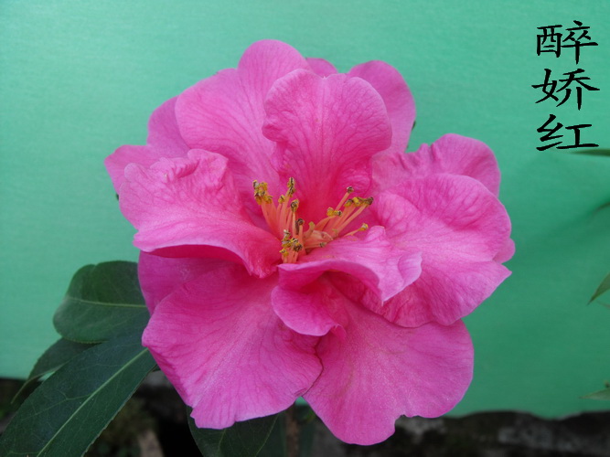 DSCF2299.jpg