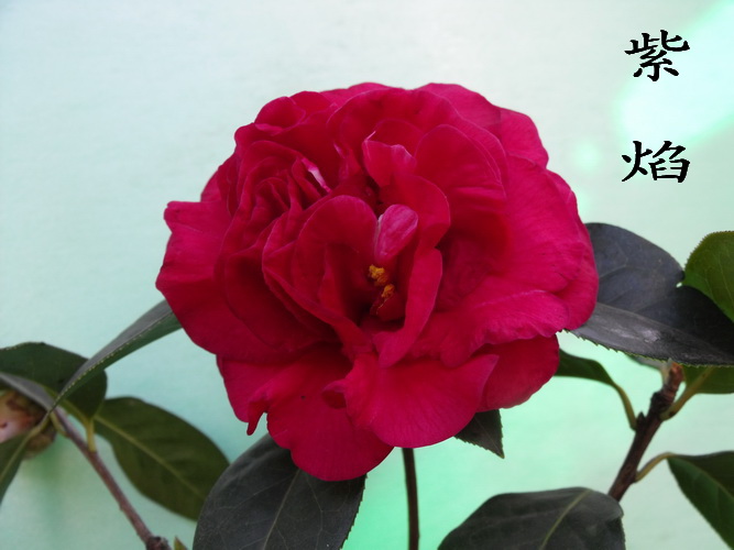 DSCF2303.jpg