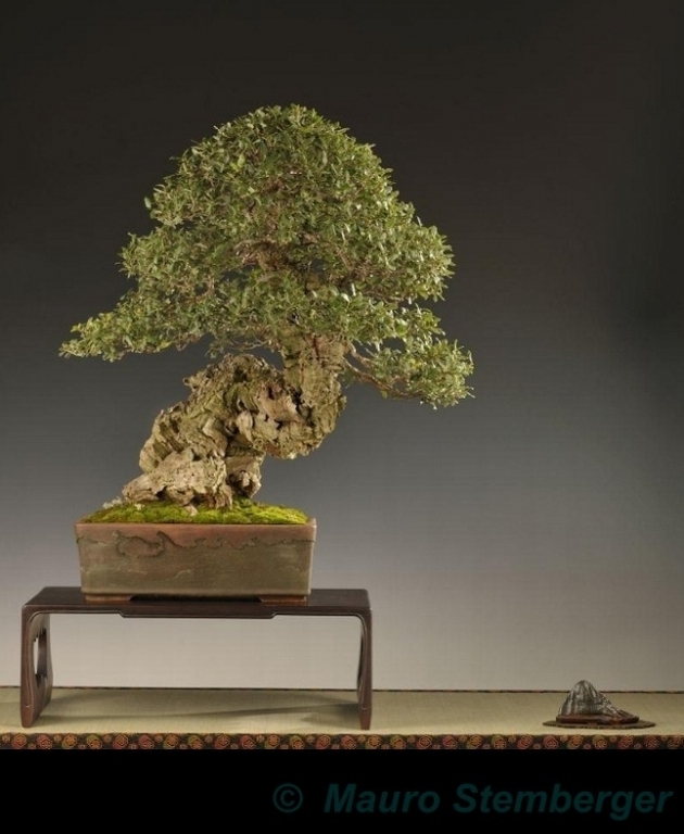 Quercus suber Mauro Stemberger.jpg