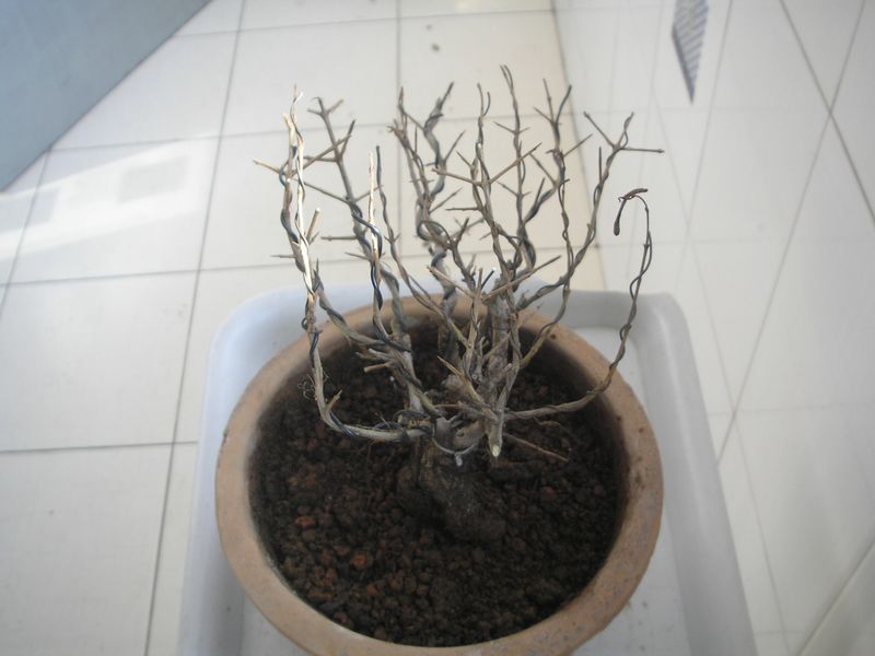 P2064877.JPG
