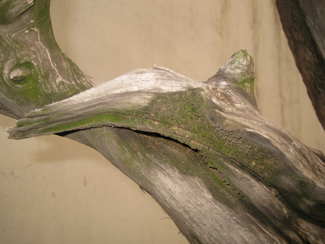 IMG_7014.JPG