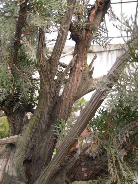 IMG_7045.JPG