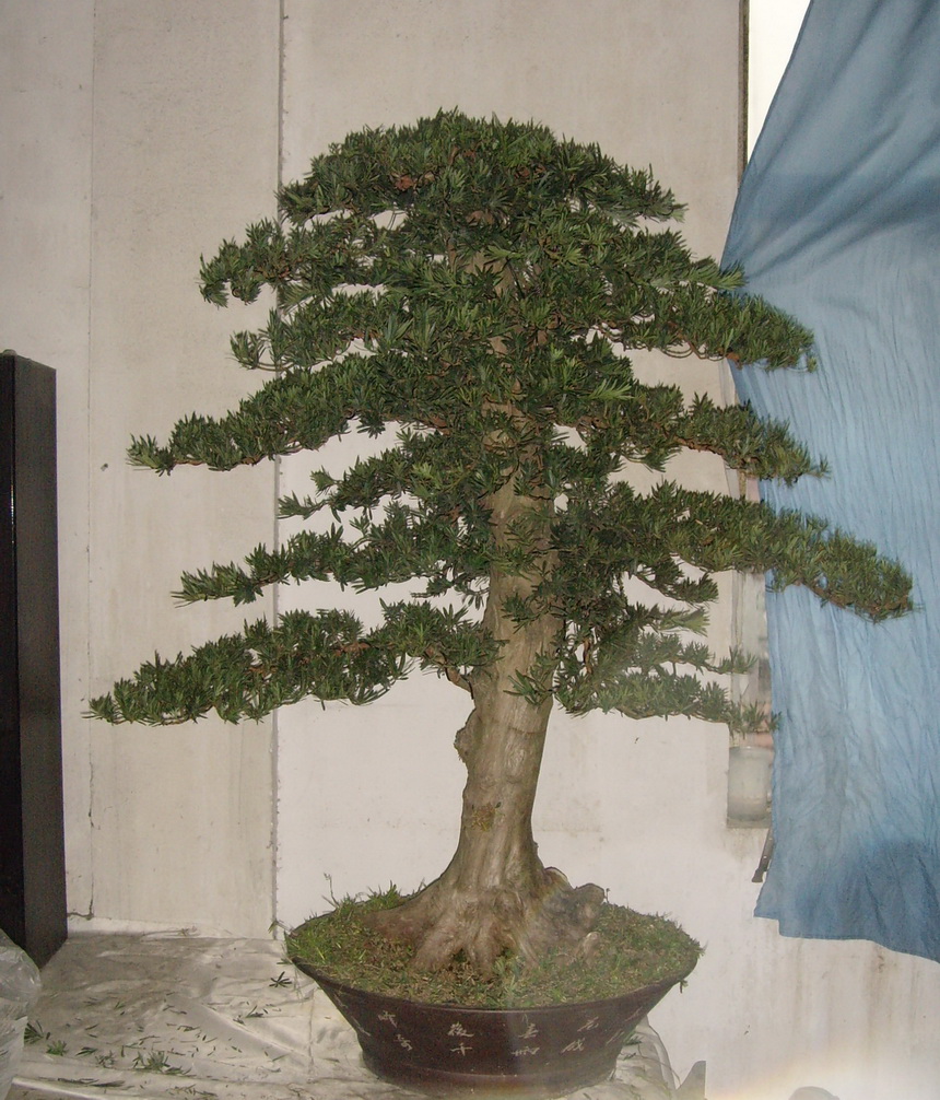 SNV39382.JPG