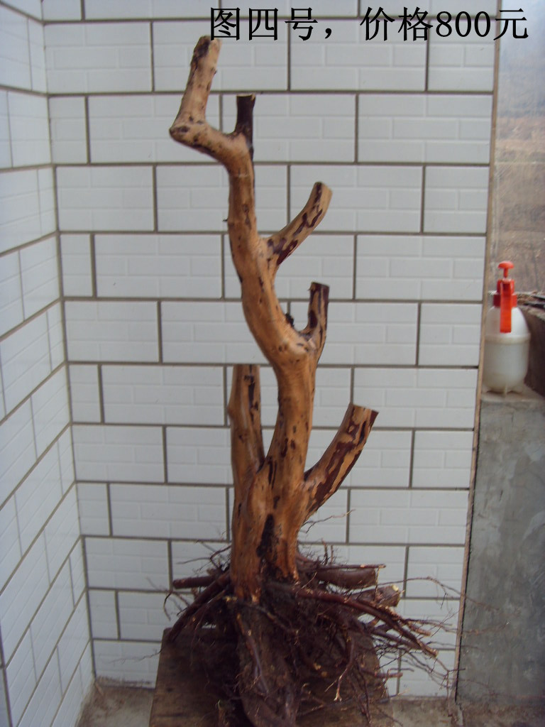 SDC10012_.jpg