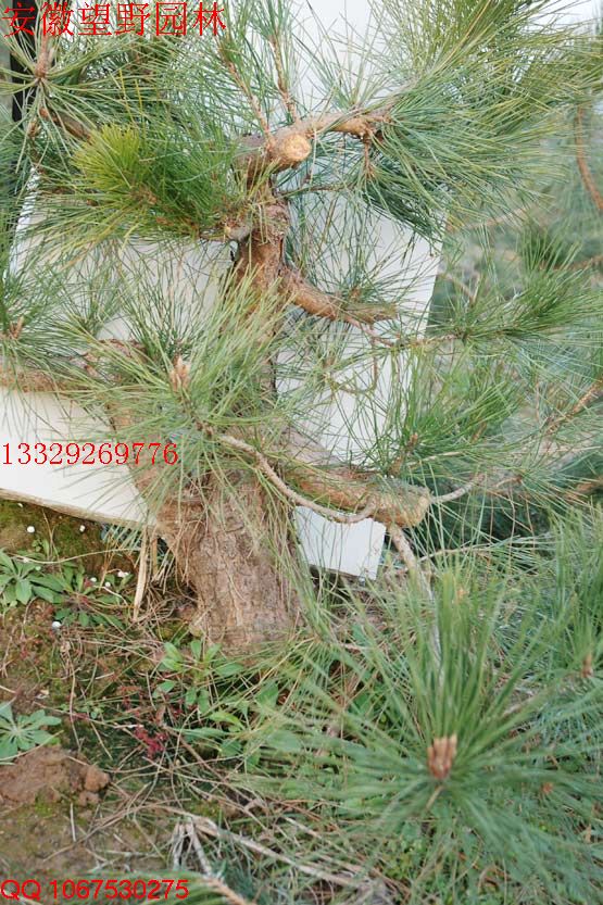 DSC_0556.jpg