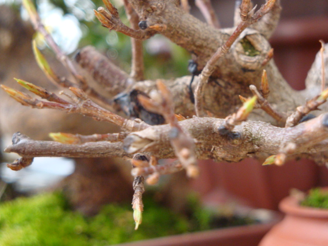 DSC02131.JPG