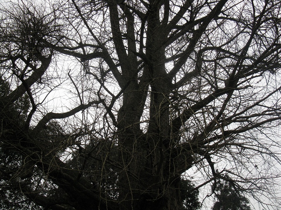 IMG_4947.JPG