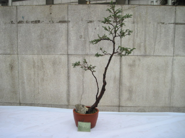 2013ų辰չ 076.jpg