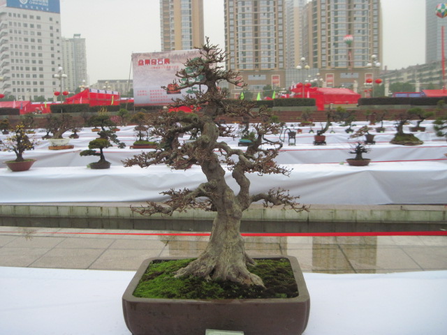 2013ų辰չ 005.jpg
