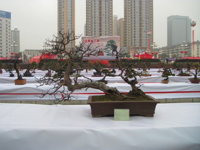 2013ų辰չ 011.jpg