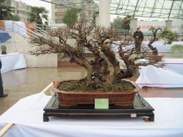 2013ų辰չ 029.jpg