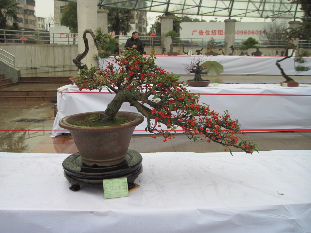 2013ų辰չ 031.jpg