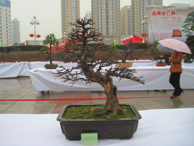 2013ų辰չ 049.jpg